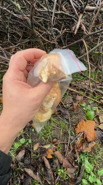 transparent zip bag with dried buckthorn mushrooms . High quality 4k footage