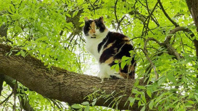 A beautiful calico cat perches high up on a thick mossy branch, looking down with curious eyes. The bright green canopy creates a feeling of playful adventure and quiet mystery.