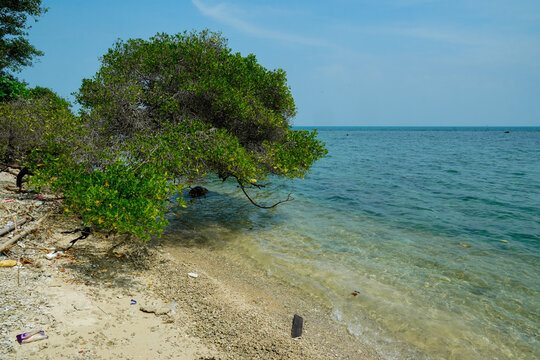 Lush green mangrove tree bending over clear turquoise sea water on a sandy coral beach, tropical coastline landscape.