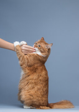 Playful ginger cat grabbing and biting human hand on grey background.