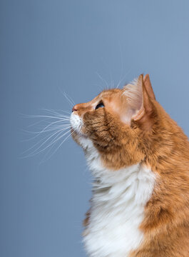 Side profile portrait of a fluffy ginger cat looking up.