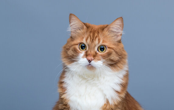 Front portrait of a fluffy ginger cat looking at camera.
