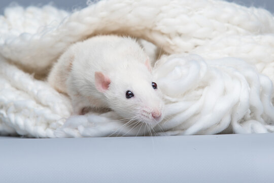 Curious white pet rat crawling on a soft chunky knit blanket.