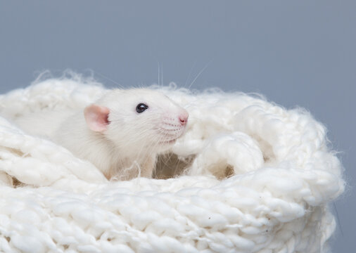 Profile portrait of a cute white rat resting in a knitted blanket.