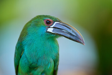 Fototapeta premium Close up Portrait of a Captive Pale Billed Aracari Outdoors