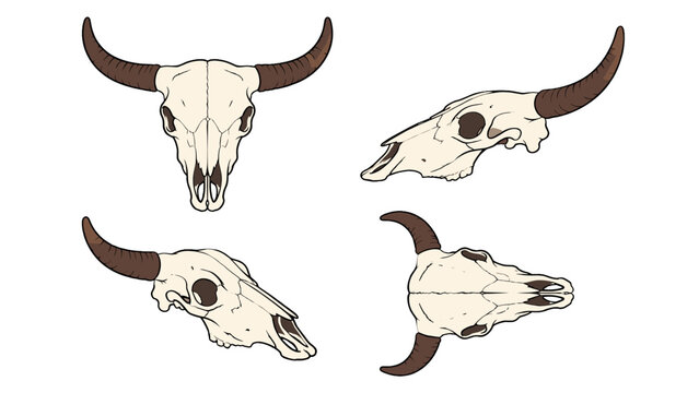 Cow skull with horns shown from multiple angles