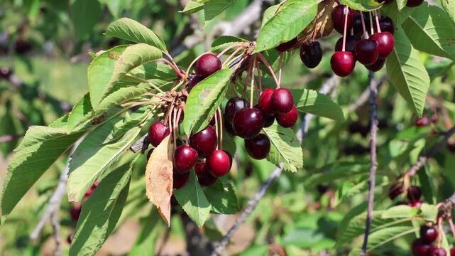 Ripe cherries hanging on a tree branch in an orchard