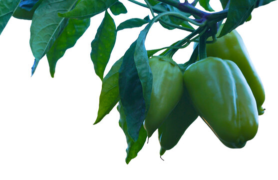 Group of healthy green peppers hanging on a branch, isolated view.Green capsicum fruits ripening on a plant isolated for design.Organic sweet peppers on a tree branch with green leaves, white backgrou
