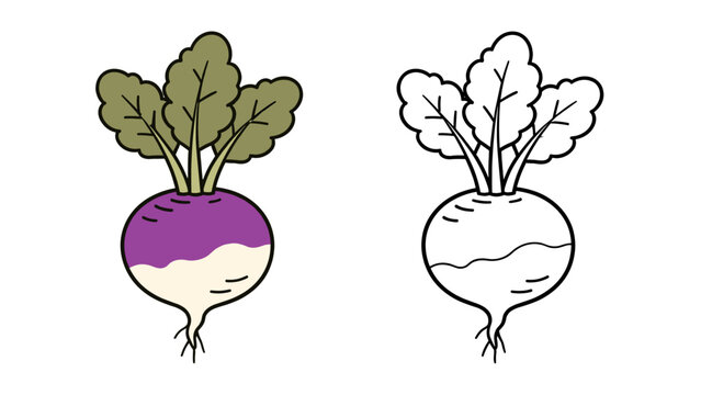 Turnip vegetable vector with colored and outline versions