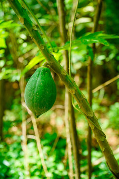 fresh avocado in the gardenClose up shot of a small young green papaya fruit growing on a stem with a blurred green foliage background. Unripe green papaya hanging on tree branch in tropical garden, s