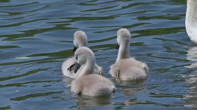 Mute Swan (Cygnus olor) young cygnets swimming on a lake with an adult. June, Kent, UK [Half speed]