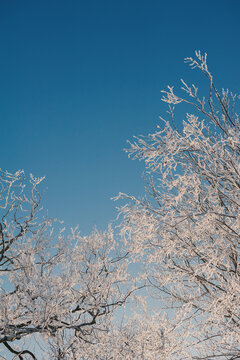 Winter landscape with frosted trees framed sky creates tranquility
