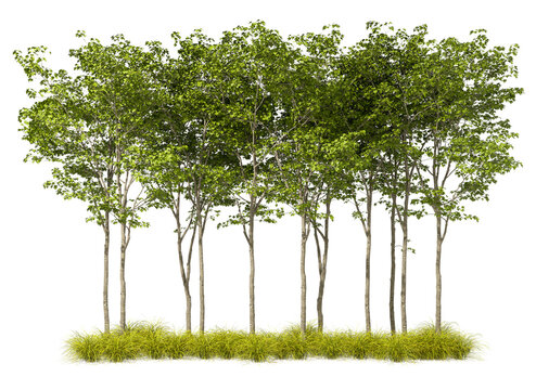 Png natural trees cluster row cutout transparent backgrounds 3d rendering