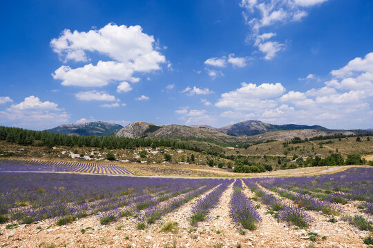 Lavender field cultivating rows welcoming summer in Drome, France