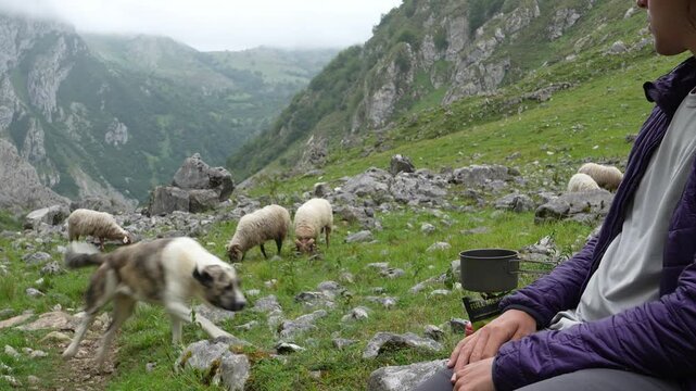 A serene moment in the Picos de Europa mountain range, Spain, showing a hiker resting while approached by a herding dog amidst grazing sheep on a rugged, grassy slope under a cloudy sky.