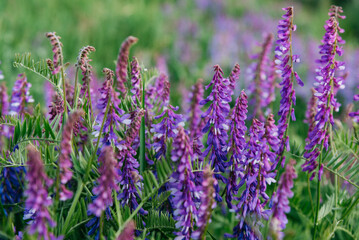 Obraz premium Close-up of blooming tufted vetch (Vicia cracca) with delicate purple flowers in a lush green meadow. Wild legume plant growing in natural habitat, captured with soft focus and shallow depth of field