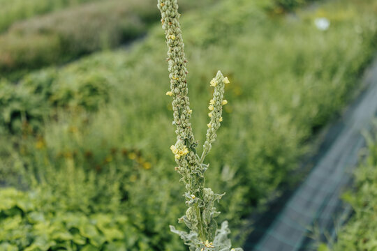 Close-up of a tall common mullein flower spike with small yellow blossoms growing in a lush cultivated herb garden, with soft green background and copy space