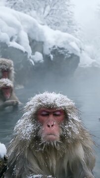 Peaceful japanese macaque, or snow monkey, meditating with eyes closed in a warm onsen hot spring, its head covered in fresh snow while steam rises from the water in a cold winter landscape