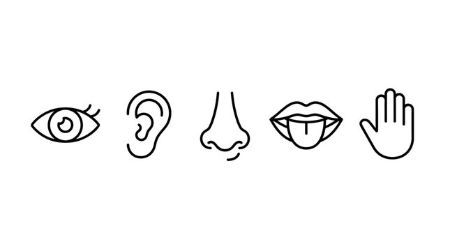 Five human senses outline line icon set vector isolated on white background, minimalist black icons of eye, ear, nose, tongue, and hand for educational design.