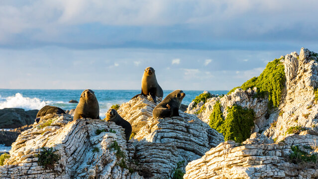 New Zealand fur seal pups playing in their colony rock pools