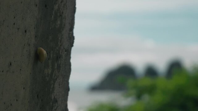 A close-up of a snail shell attached to the concrete wall of a tunnel overlooking the sea.