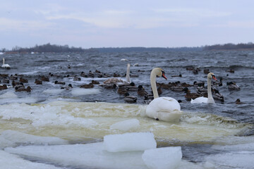 Flock of white swans and wild ducks on the water. Many white swans and mallards gathered together on the surface of the water in winter. Close-up of wild waterfowl in their natural habitat © Mariia
