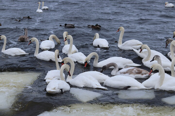 Flock of white swans and wild ducks on the water. Many white swans and mallards gathered together on the surface of the water in winter. Close-up of wild waterfowl in their natural habitat © Mariia
