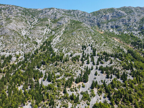 Cypresses, pines, and other evergreen trees on a mountain slope, aerial drone view. Evergreen forest on rocky hill.