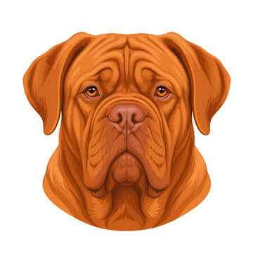 Brown mastiff dog head portrait isolated vector illustration