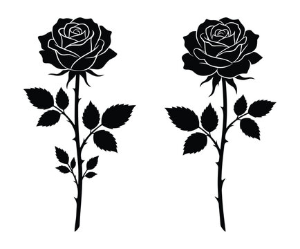 Two beautiful black rose flowers with leaves and thorns on stems