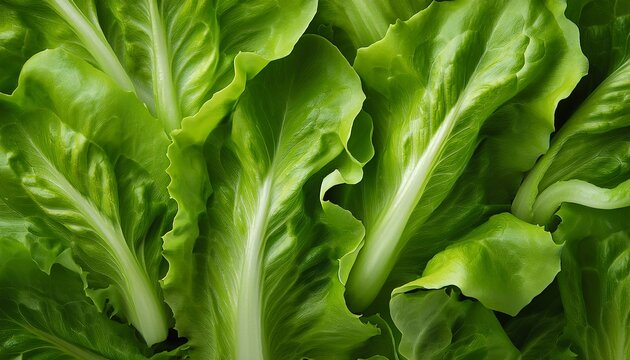 Close Up Green Lettuce Leaves Texture Background