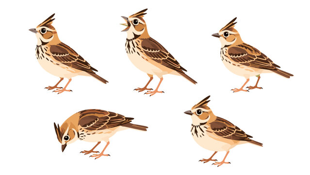 Crested lark bird set isolated on white background