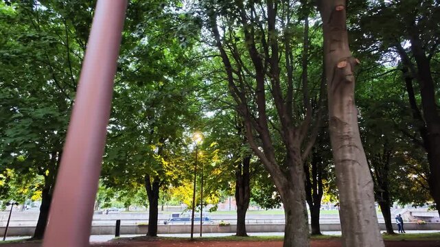 Ground level park view with dense green canopy forming shaded tunnel above walkway. Tall tree trunks line grassy verge beside street, soft sunlight filters through leaves, distant traffic and
