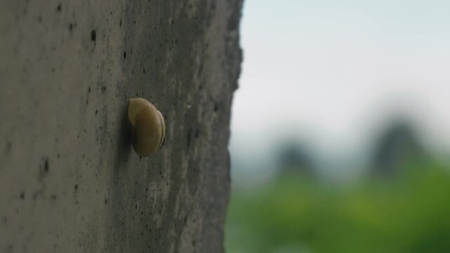 A close-up of a snail shell attached to the concrete wall of a tunnel overlooking the sea.