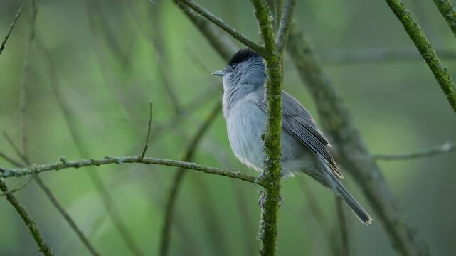Eurasian blackcap (Sylvia atricapilla) singing, bird song
