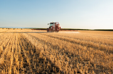 Obraz premium Wide view of tractor spraying harvested wheat field at sunset