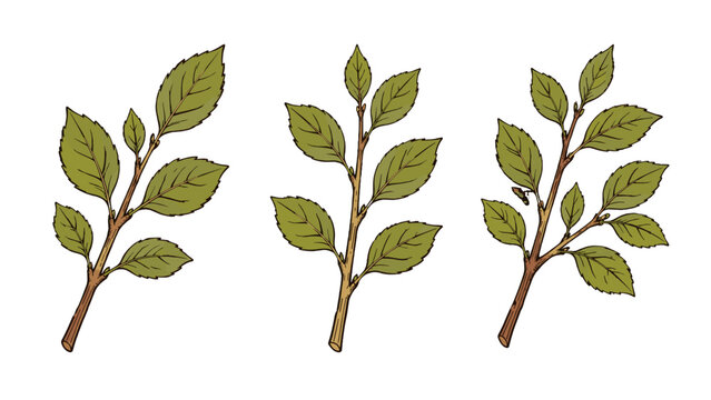 Vintage engraved tree branch set with green leaves