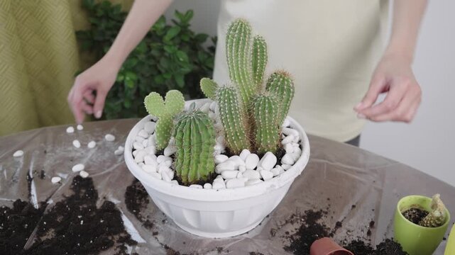 Young female gardener adjusts white decorative pebbles on dark soil layer inside plastic bowl with tall green cactus plants on table.
