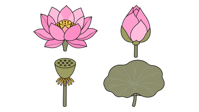 Lotus flower, bud, seed pod, and leaf botanical vector set
