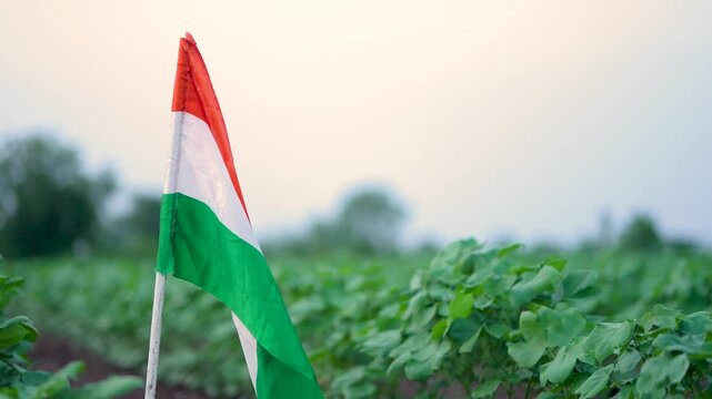 Indian farmer walking confidently at agriculture field while placed national tricolor flag 