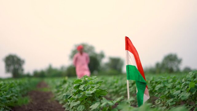 Indian farmer walking confidently at agriculture field while placed national tricolor flag 