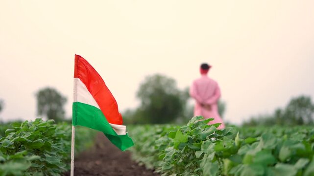 Indian farmer walking confidently at agriculture field while placed national tricolor flag 