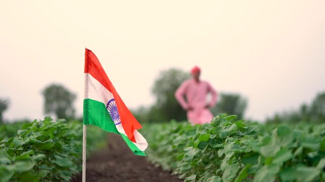 Indian farmer walking confidently at agriculture field while placed national tricolor flag 
