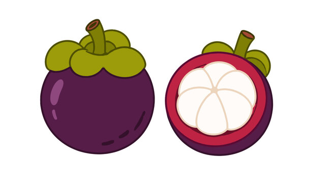 Whole and halved mangosteen fruit vector illustration