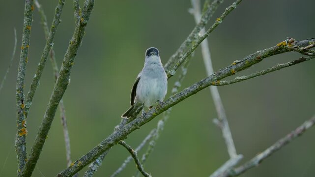 Eurasian blackcap (Sylvia atricapilla) singing, bird song