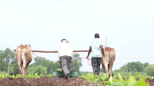 indian farmer working at agriculture field with bullock cart 
