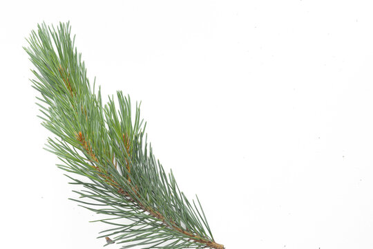 Fresh green pine branch isolated on transparent background. Natural evergreen conifer for Christmas, winter holiday decorations, seasonal design, festive compositions and botanical projects.