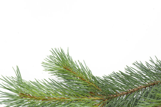Fresh green pine branch isolated on transparent background. Natural evergreen conifer for Christmas, winter holiday decorations, seasonal design, festive compositions and botanical projects.