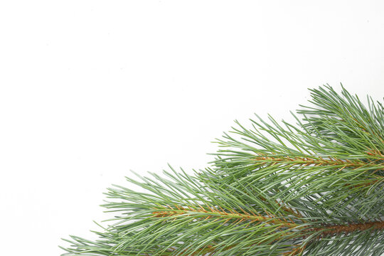 Fresh green pine branch isolated on transparent background. Natural evergreen conifer for Christmas, winter holiday decorations, seasonal design, festive compositions and botanical projects.