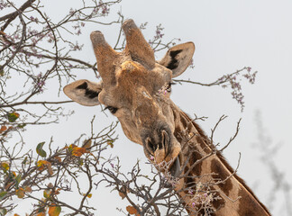 Close up of the head of a Giraffe in Etosha National Park, Namibia, Africa © dvlcom